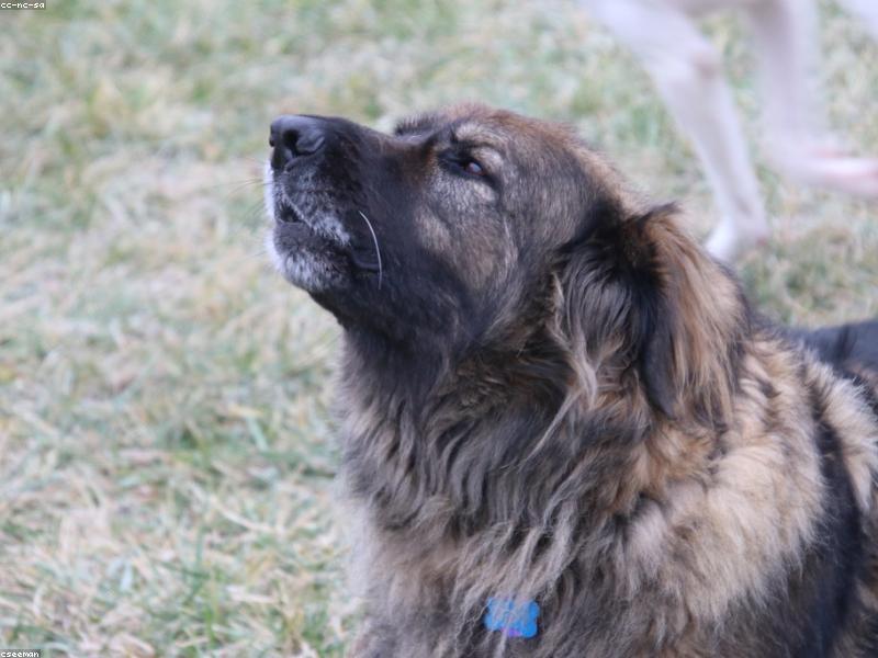 Acil bakım için kliniğe getirilen bir yavru köpek