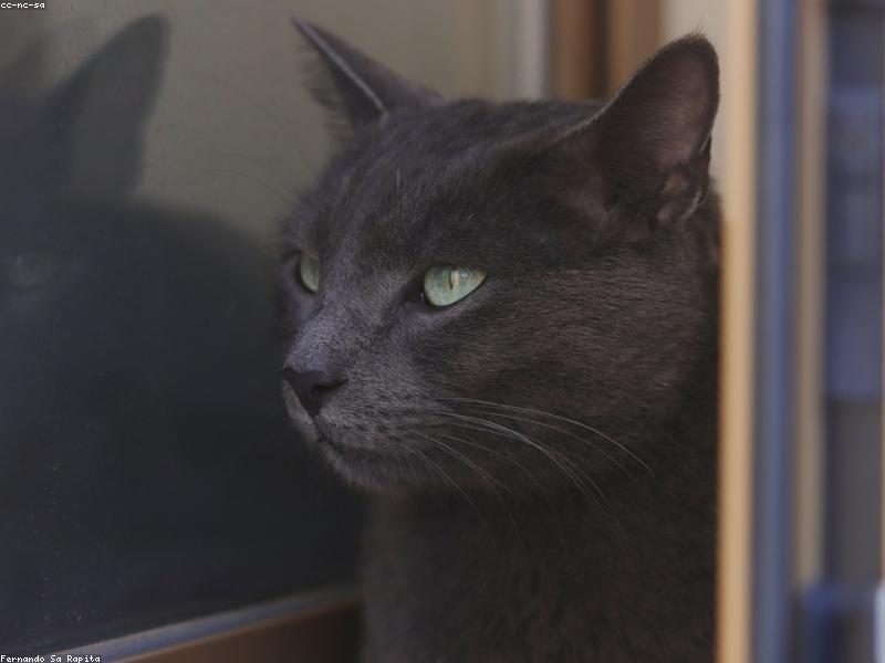 Kliniğin sakin bekleme alanında bir kedi